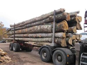 Camion de bois en grume – Hêtre, Chêne, Charme – 25 Stères